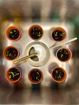 Plants in a Sink 