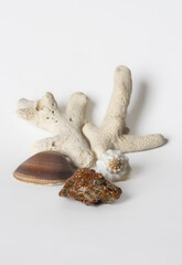 Composizione di conchiglie, coralli e minerale © MVDesign