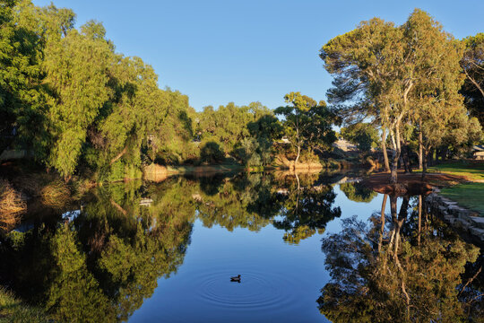 Small pond and duck in the middle of Burra. South Australia.