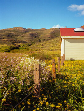 Rodeo in Bloom