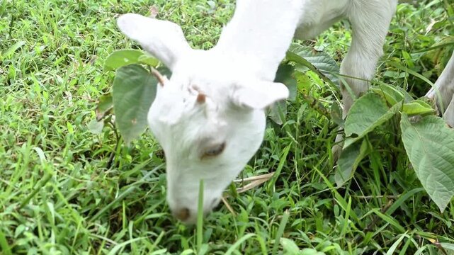 Close-up of a domestic white goat's head eating fresh green grass in a field conveys tranquility and rural life.