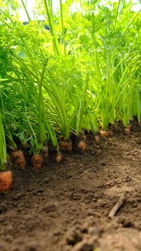 Carrot harvest in the garden. Selective focus.
