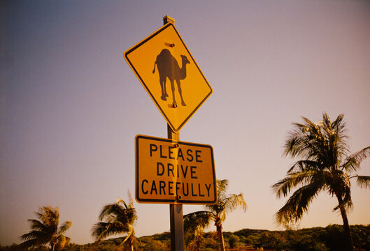 Drive Carefully Near Camel Crossing in Broome, Western Australia 