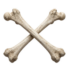 Fototapeta premium Two human femur bones crossed in an x shape isolated on transparent background