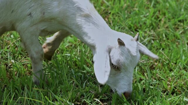 A domestic white goat eating fresh grass in a grassy field.
