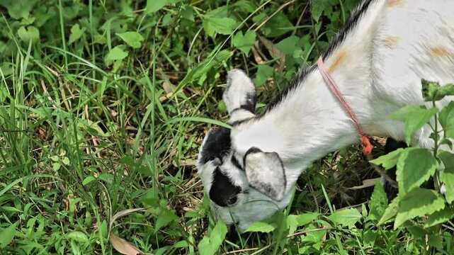 Close-up of a white goat eating fresh green plants in a grassy field. 