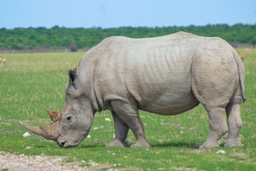 Fototapeta premium Rhinos in the private Orapa Game Reserve where these animals are bred and grown to be send into wild nature