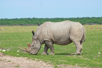 Obraz premium Rhinos in the private Orapa Game Reserve where these animals are bred and grown to be send into wild nature