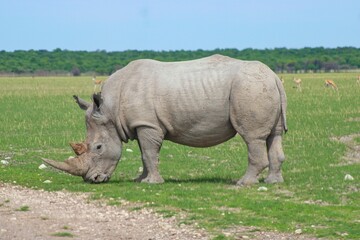 Fototapeta premium Rhinos in the private Orapa Game Reserve where these animals are bred and grown to be send into wild nature
