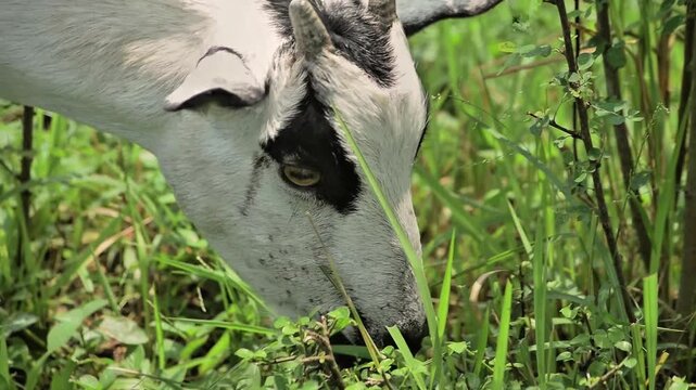 Close-up of a goat's head as it eats lush grass in a natural outdoor setting.
