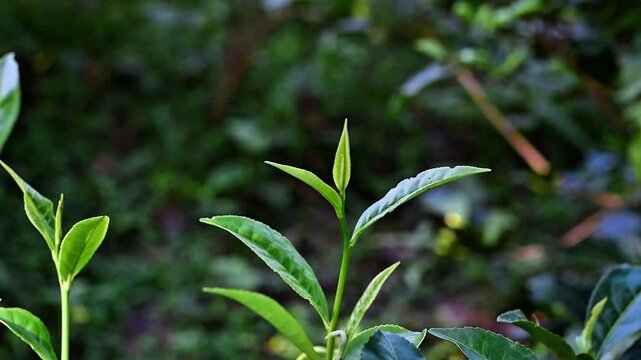 Close-up of young green tea leaves developing in a verdant plantation in morning sunlight