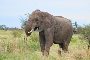 Fototapeta premium Elephants in central Botswana close to Makgadikgadi Salt Pan