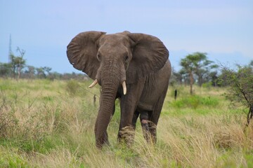 Fototapeta premium Elephants in central Botswana close to Makgadikgadi Salt Pan