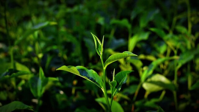 Close-up of young green tea leaves developing in a verdant plantation in morning sunlight