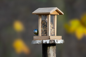 Blue tit (Cyanistes caeruleus) sitting at a bird feeder - autumn © 7 DAYS 4 ART