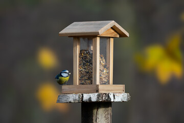 Blue tit (Cyanistes caeruleus) sitting at a bird feeder - autumn © 7 DAYS 4 ART