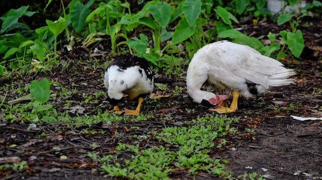 A pair of ducks resting in a natural outdoor setting and preening and grooming their plumage with their beaks