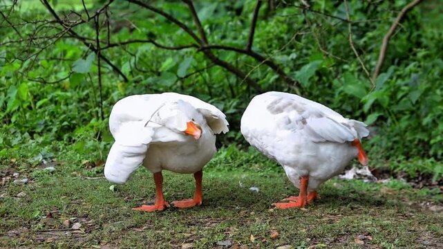 A pair of ducks resting in a natural outdoor setting and preening and grooming their plumage with their beaks
