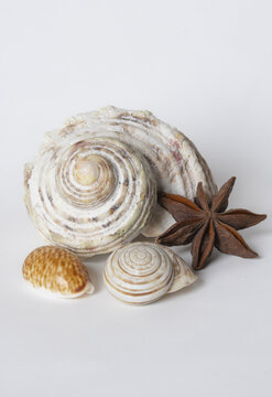 Close-up view of a composition of seashells and star anise on a white background