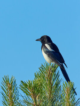 Portraiture of magpie on pine tree.