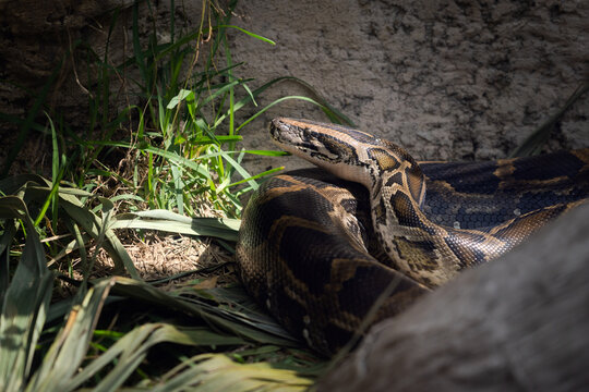 Snake in the wild