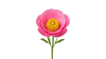 Fototapeta premium Vibrant Pink Flower with Yellow Center.
