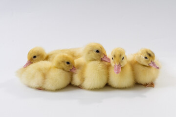 Fototapeta premium Group of cute yellow ducklings isolated on white background, small newborn baby ducks posing together in high key studio
