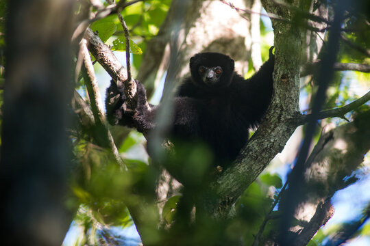 Perrier's sifaka
