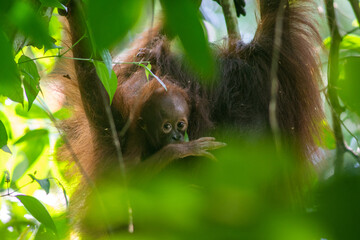 bornean orangutan © tomjunek.com