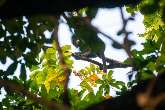 Javan lutung