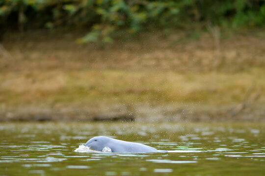Mahakam Irrawaddy Dolphin