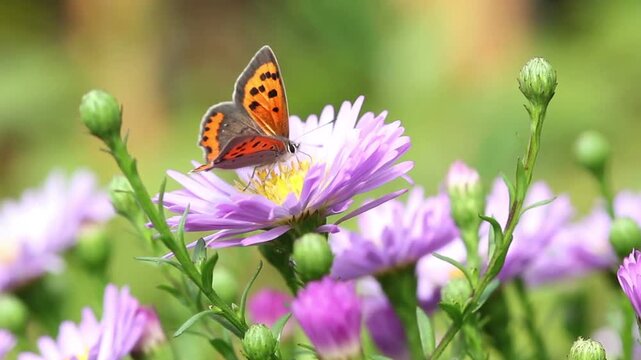 Close up of a small orange butterfly resting on a purple aster flower in a garden.