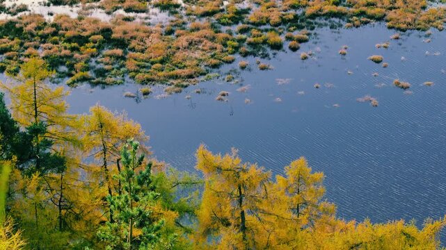 Golden larch trees overlooking a marshy wetland in the Scottish Highlands