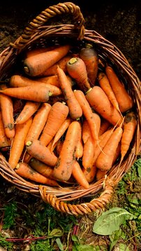 Carrot harvest in the garden. Selective focus.