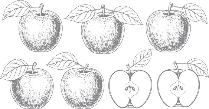 Hand Drawn Apple Vector Illustration Set