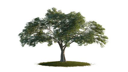 Large Mature Broadleaf Tree Isolated On Black Background © Molang Visual