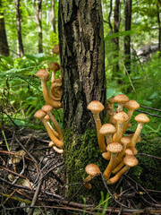 Honey Mushrooms Growing on Mossy Tree Trunk in Sunlit Forest © Dinadesign