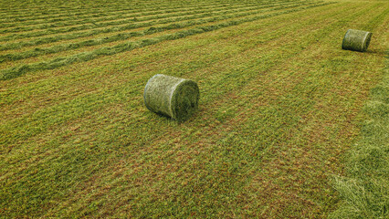 Round hay bales on freshly cut green grass field with neatly arranged rows and a clear blue sky in the background during summer season © Emvats
