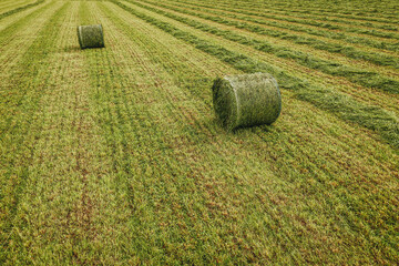 Round hay bales on freshly cut green grass field with neatly arranged rows and patterns under a clear sky in a rural agricultural landscape © Emvats