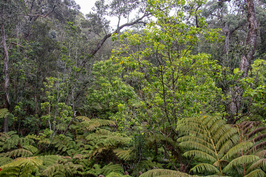 Dense tropical rainforest with native ohia lehua trees and tree ferns in Hawaii Volcanoes National Park Big Island Hawaii