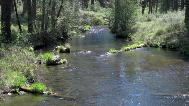 Clear waters of the Metolius River flowing through a Ponderosa Pine forest near Camp Sherman