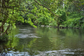 Fototapeta premium river in the forest