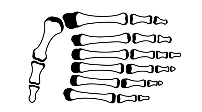 Human Skeleton Hand Bones Anatomy.