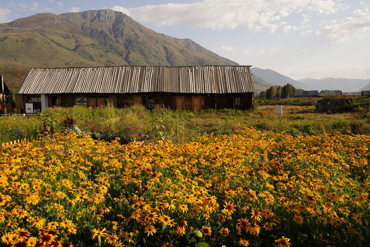 Hemu Village, Altai Mountains, Northern Xinjiang, China. Traditional Tuva‑style wooden log cabins, wildflower‑covered alpine meadow, pastoral mountain‑village natural travel landscape