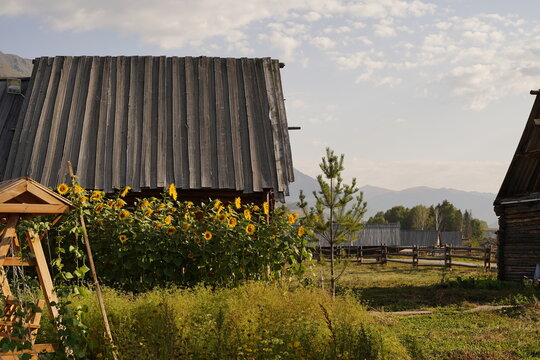 Hemu Village, Altai Mountains, Northern Xinjiang, China. Traditional Tuva‑style wooden log cabins, wildflower‑covered alpine meadow, pastoral mountain‑village natural travel landscape