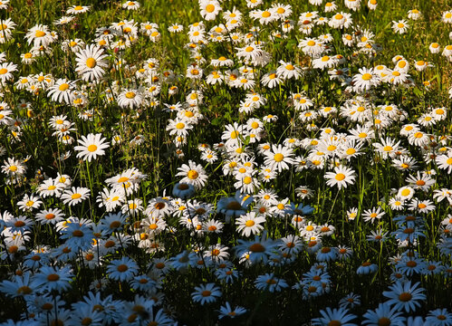 Summer camomile ox-eye daisy flowers meadow landscape background