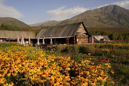 Hemu Village, Altai Mountains, Northern Xinjiang, China. Traditional Tuva‑style wooden log cabins, wildflower‑covered alpine meadow, pastoral mountain‑village natural travel landscape