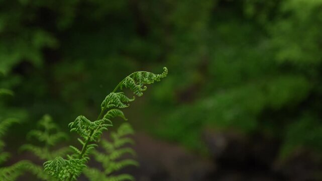 Close Up of Unfurling Fern Frond in Forest