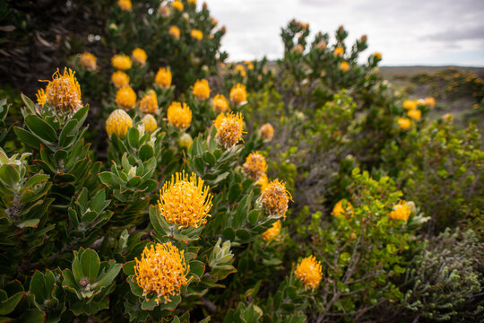 Leucospermum cordifolium in fynbos