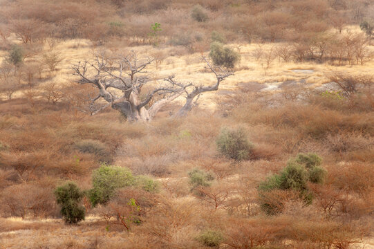 baobab in Sahelian Acacia savanna